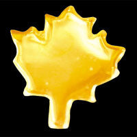 Candian leaf 22ct yellow gold